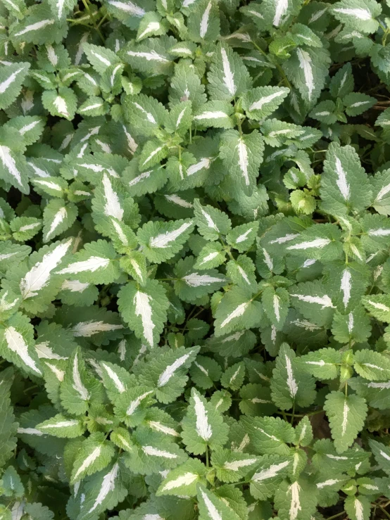 the leaves on the plant are slightly blurry