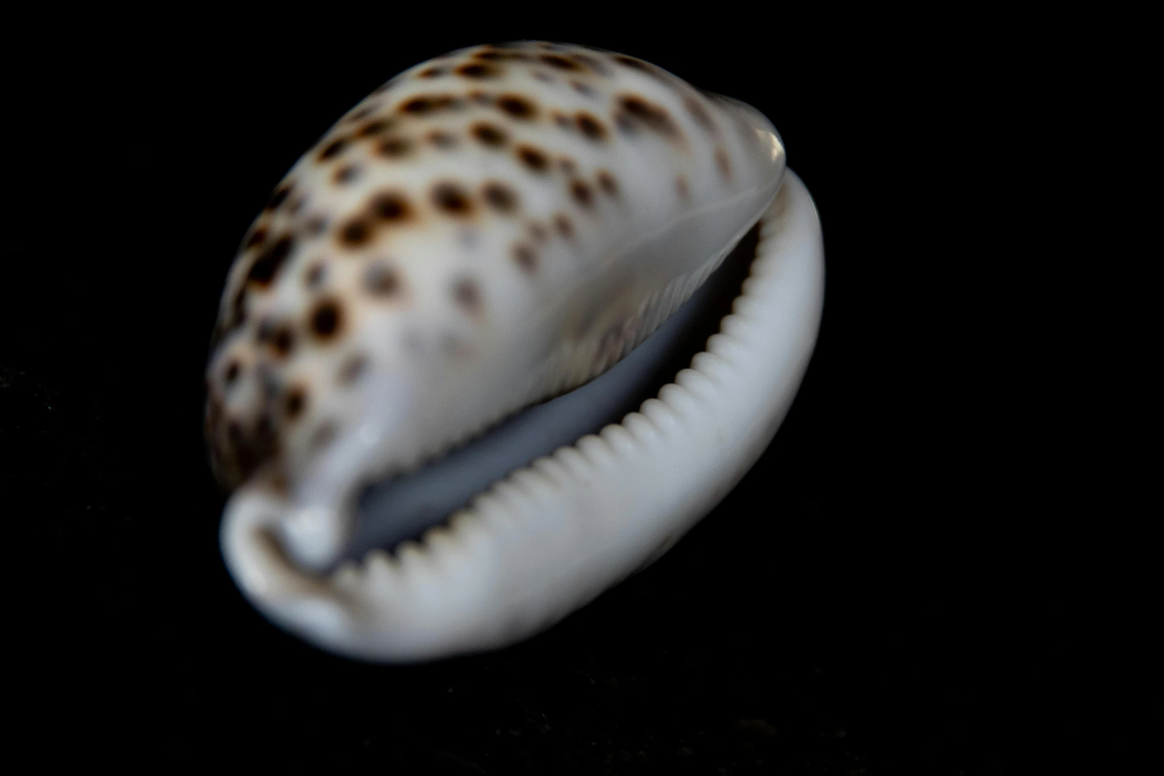 a sea snail is seen in a dark po
