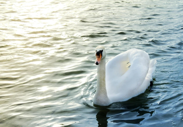 a large swan swims in the water