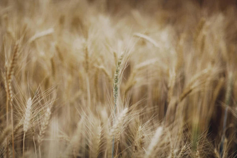 a bunch of ears of grain are shown here