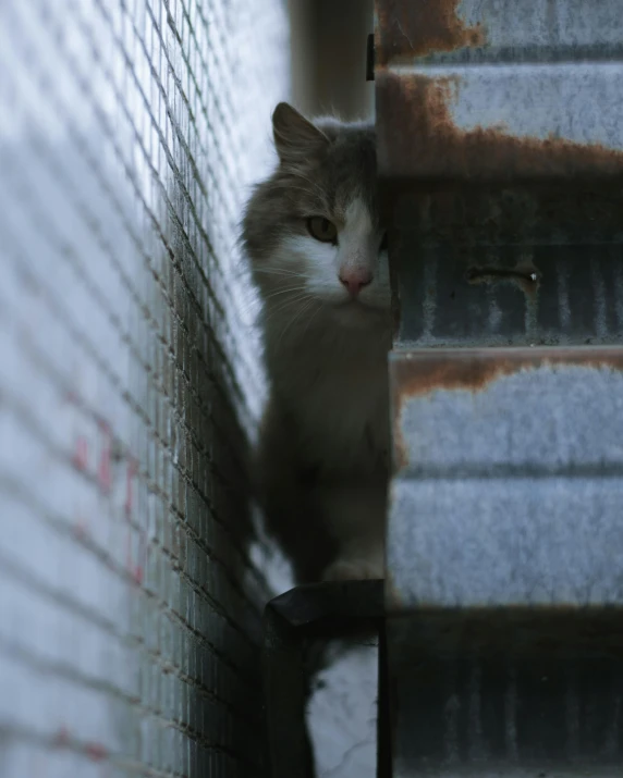 a small kitten resting on the ledge of an old building