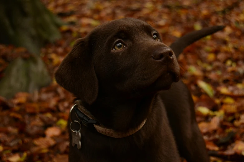 a chocolate puppy in the fall leaves looking to a sky