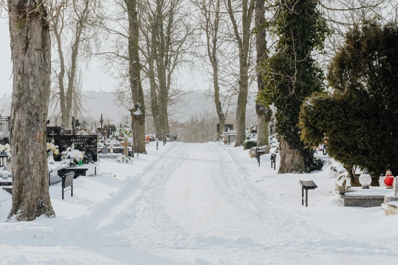 a snowy street next to a row of trees