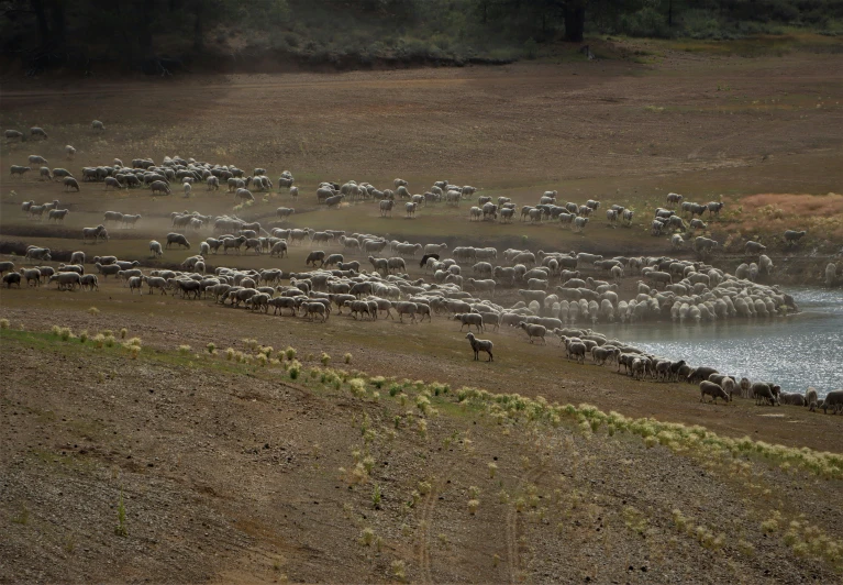 a herd of animals standing next to a lake