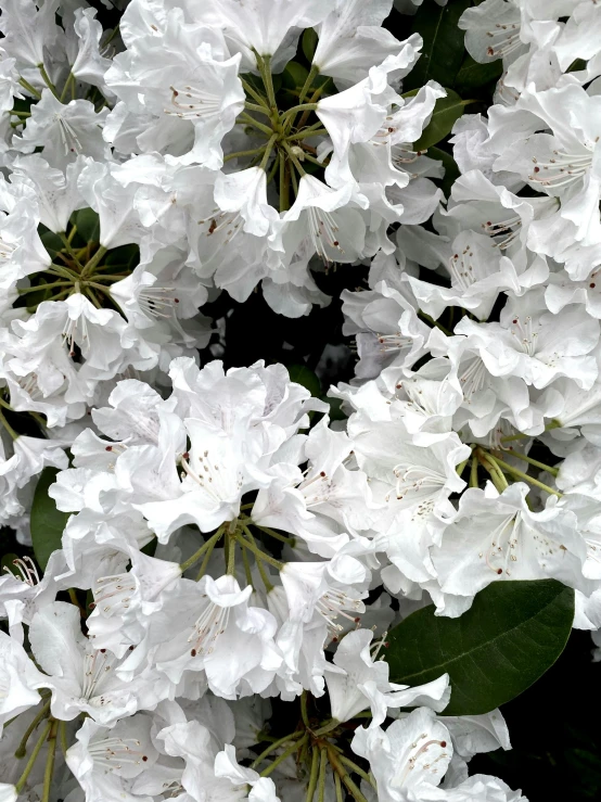 white flowers with leaves in the background