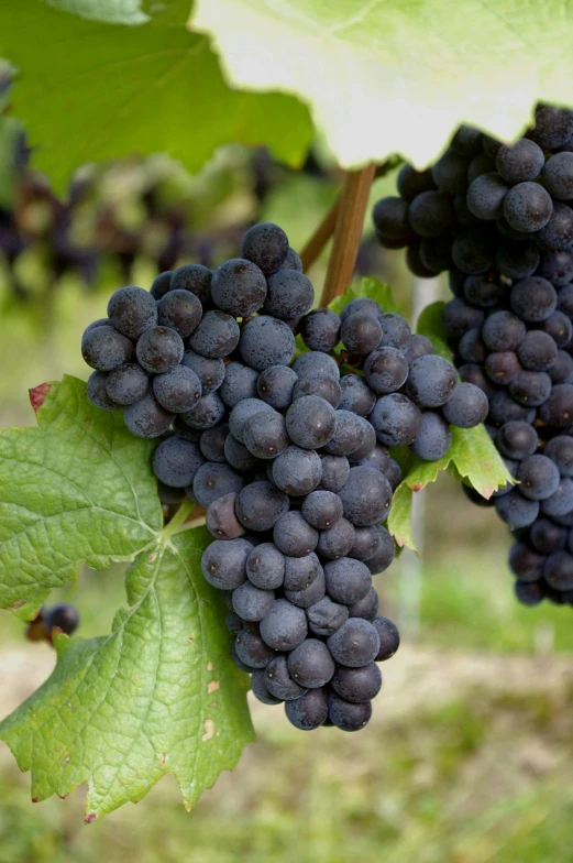 a bunch of black gs hanging on a vine