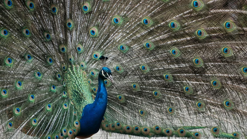 peacock displaying its feathers full of colors and feathers