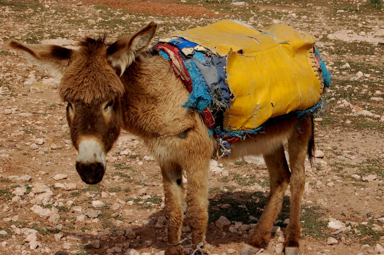 donkey wearing a blanket on top of its back