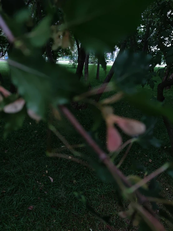 a bear in the middle of a grassy field