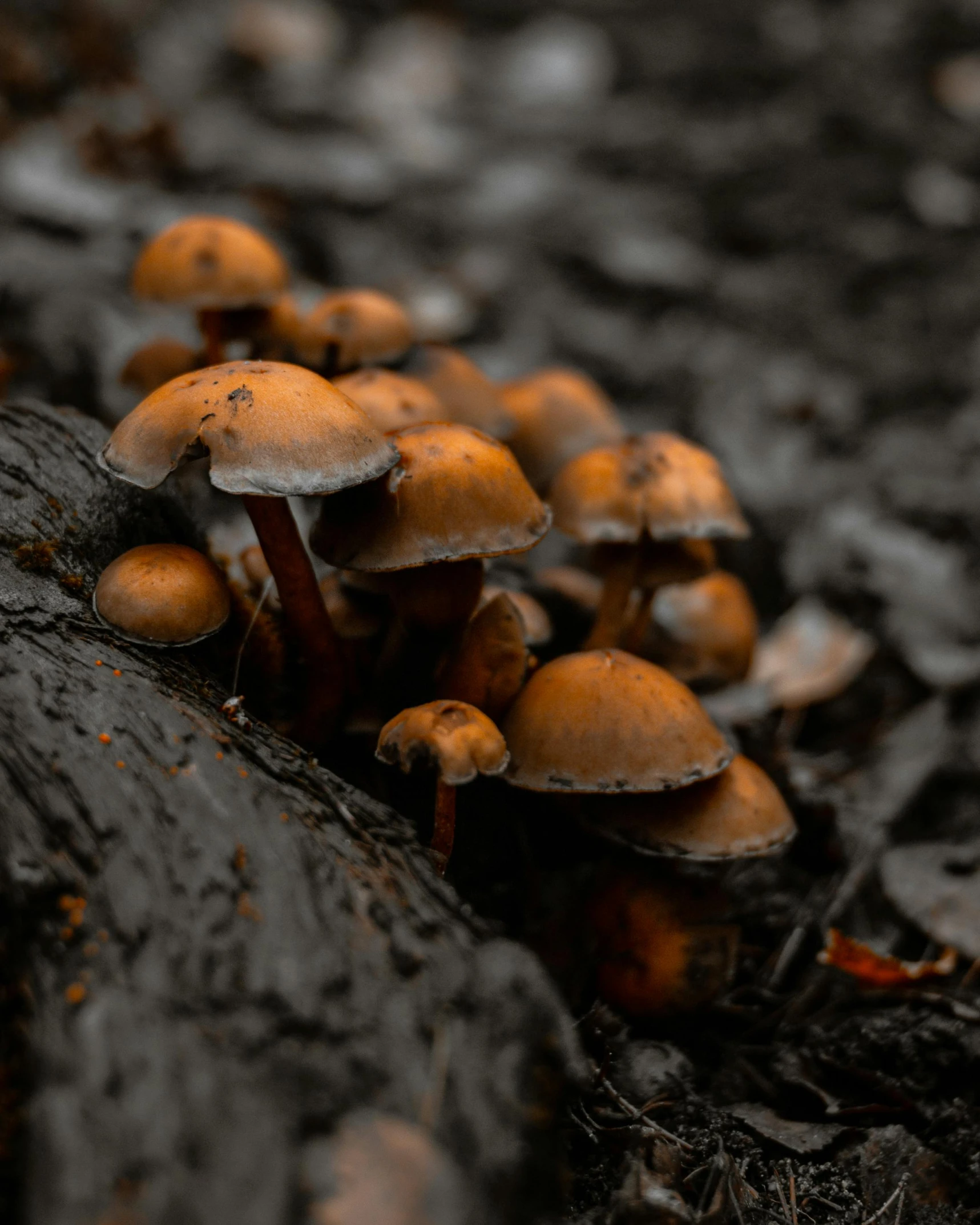 some very pretty mushrooms by some big nches