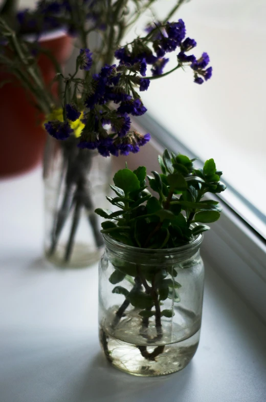 the plant is in a glass jar near a window