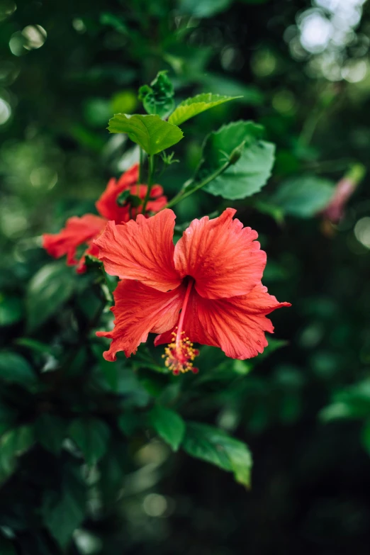 the red flower on the nch is just opening