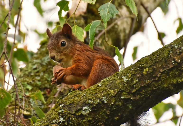 a squirrel is sitting in the tree