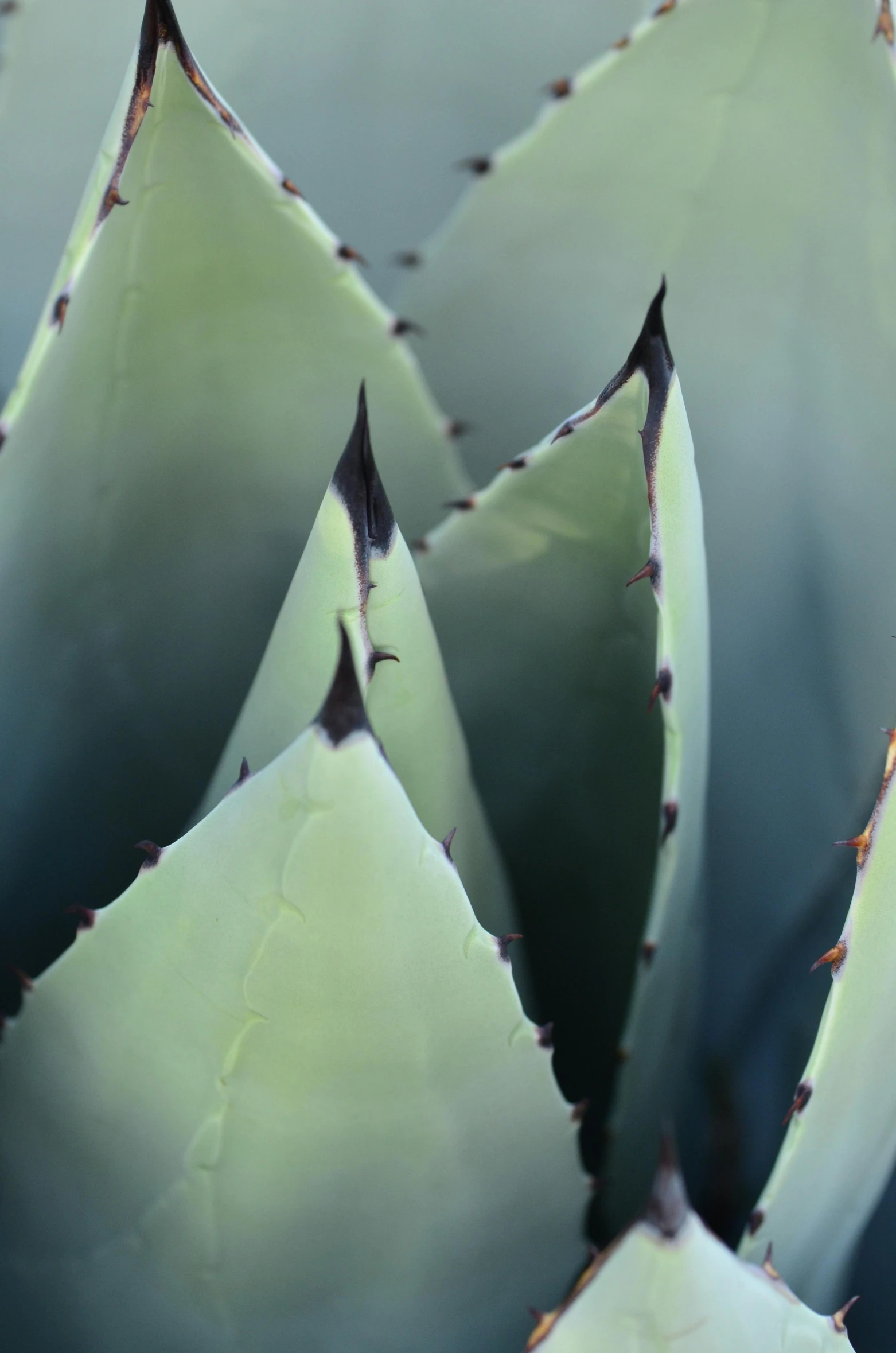 green cactus plant with its leaves showing with a blue background