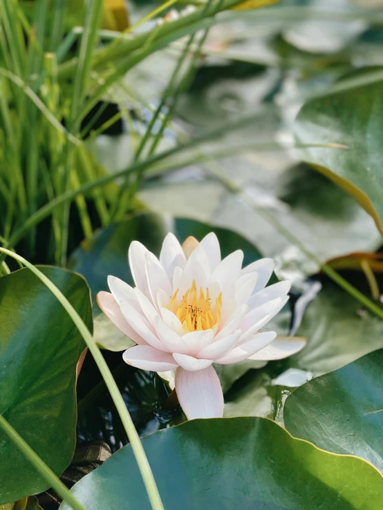 a water lily blooming in a pond surrounded by foliage