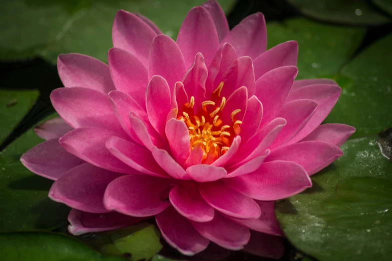 a pink and white flower with green leaves