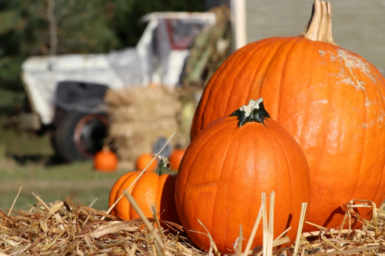 pumpkins sit next to each other on hay