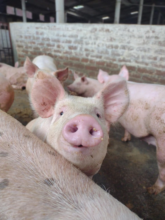 five pigs are huddled in a pen, each with their ears pointed up