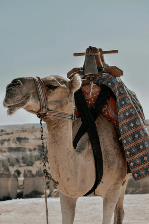 a camel is covered with a saddle and sitting in the middle of nowhere