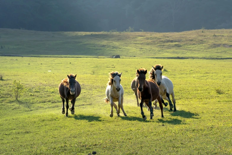 five horses running in the pasture as they run