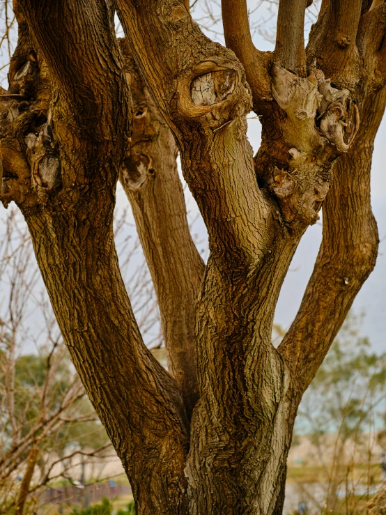 a tree trunk with some little bumps on it