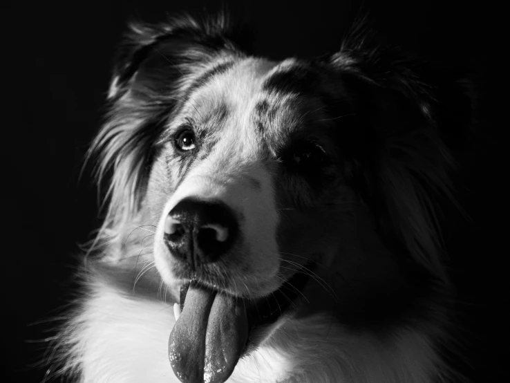 a dog poses for the camera with his tongue out