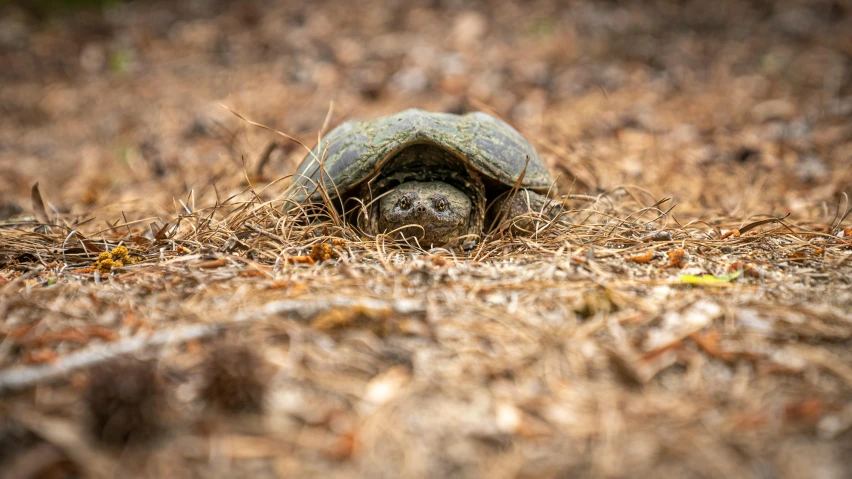 a turtle that is standing in the grass