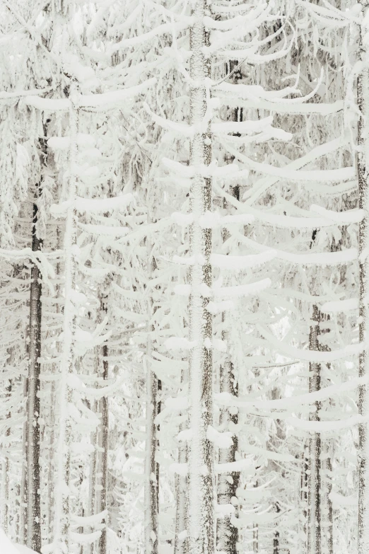 a skier skis in a snowy, evergreen forest