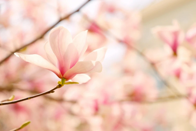 this is a picture of the beautiful flowers of a tree