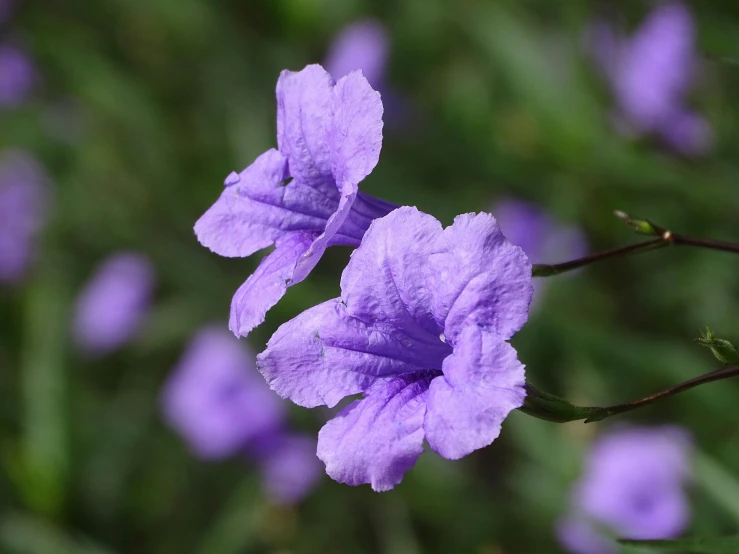 some very pretty blue flowers in the grass