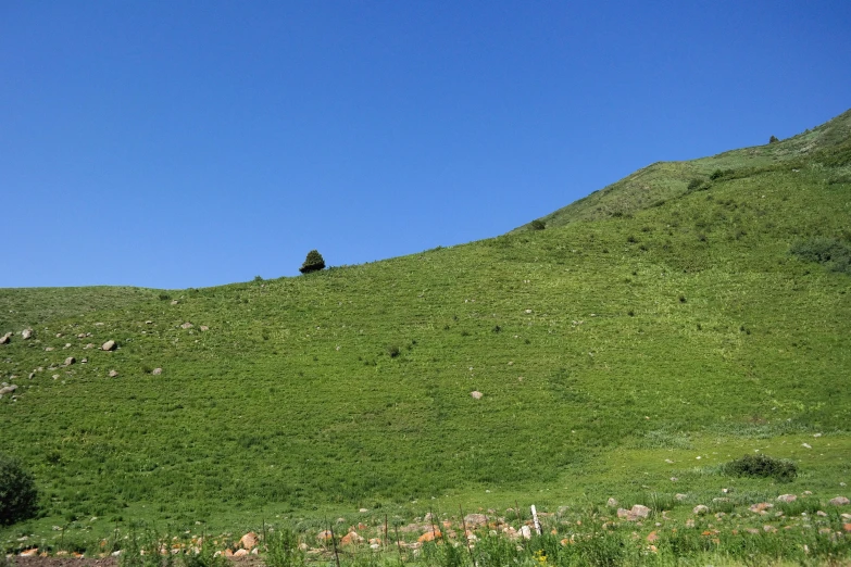 an image of a grassy hill with trees in the distance