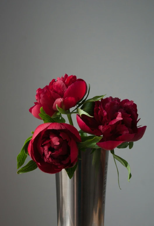two red flowers in a shiny metal vase