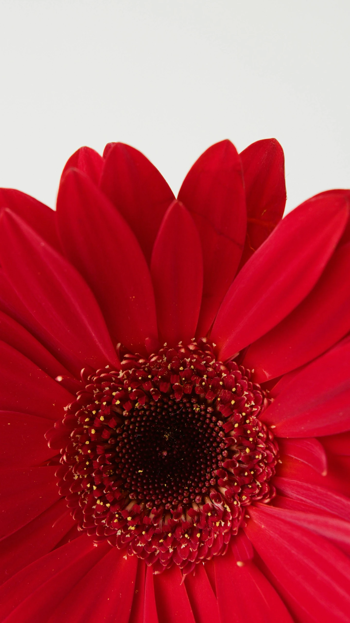 red flower with black center seen from the middle