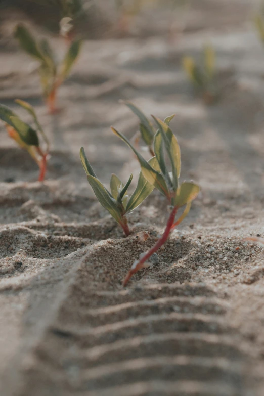 small plants grow on the sand in the desert