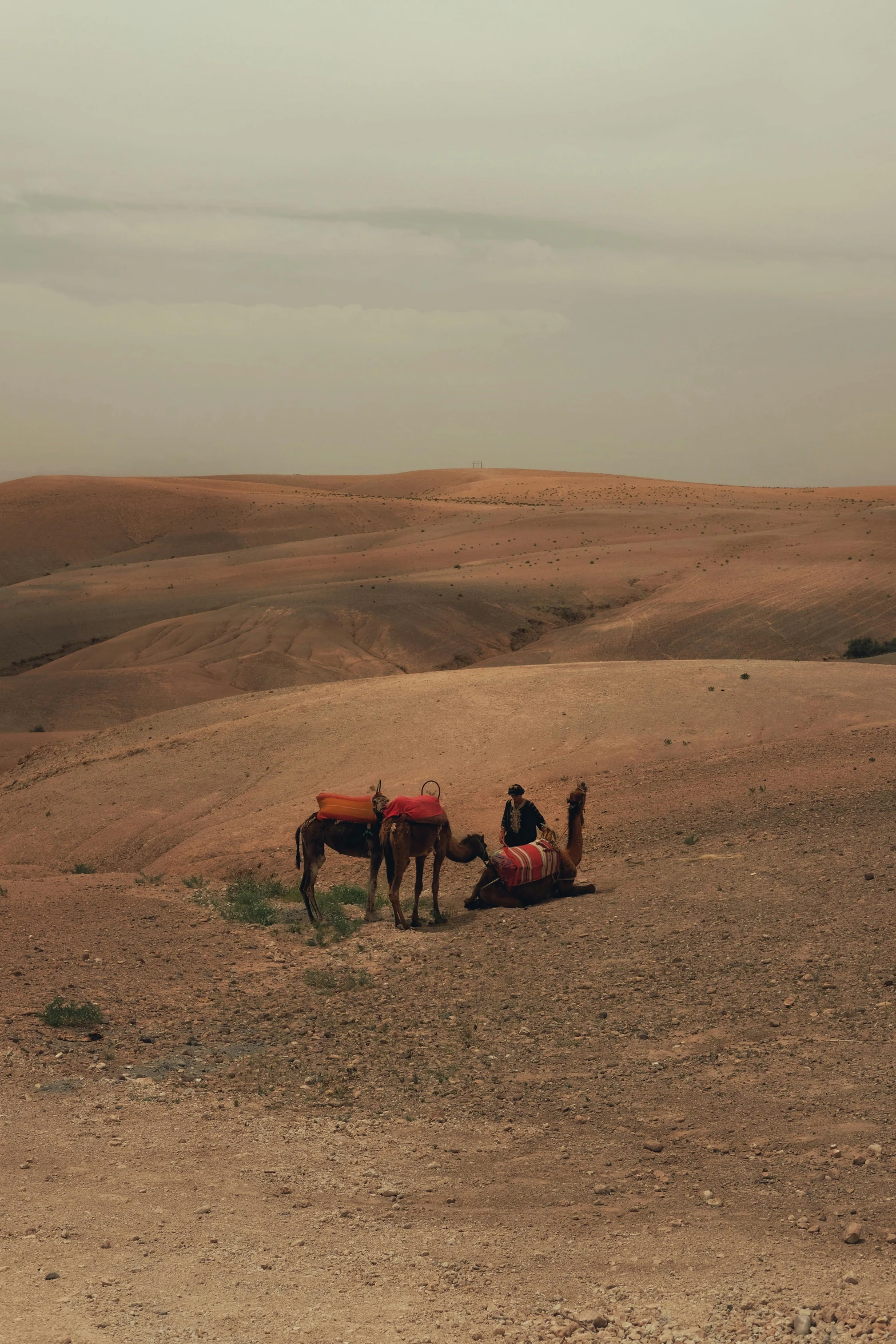 two horses in the middle of the desert