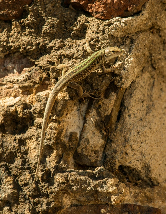 a lizard standing on the side of a rock