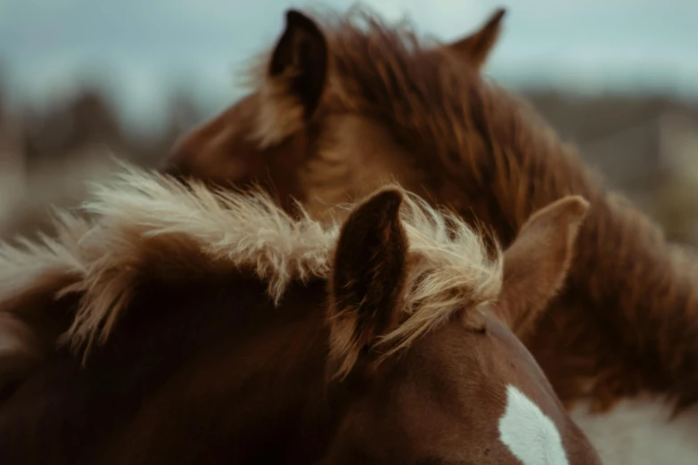 some horses are standing together in a field