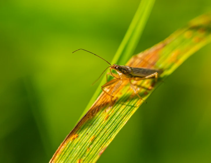 a small bug on a tall green plant