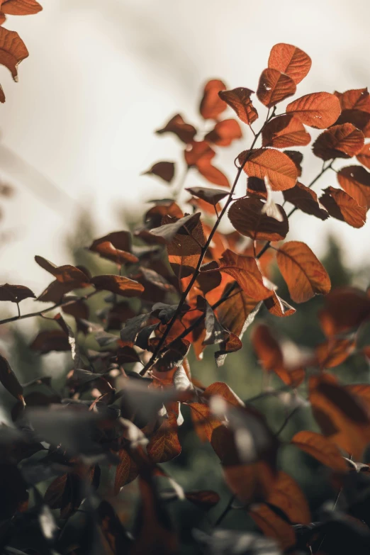 leaves against the sky with the sunlight filtering