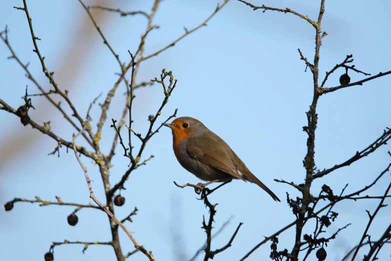 a bird sits in the top of a bare tree