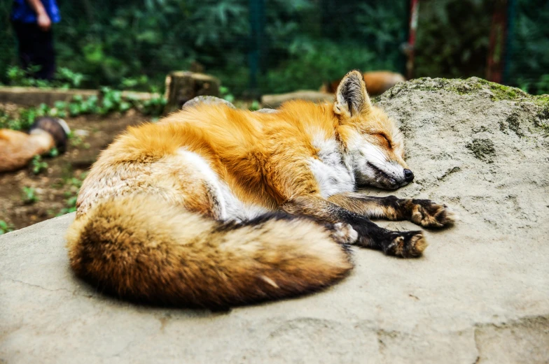 a sleeping red fox is lying down on a rock