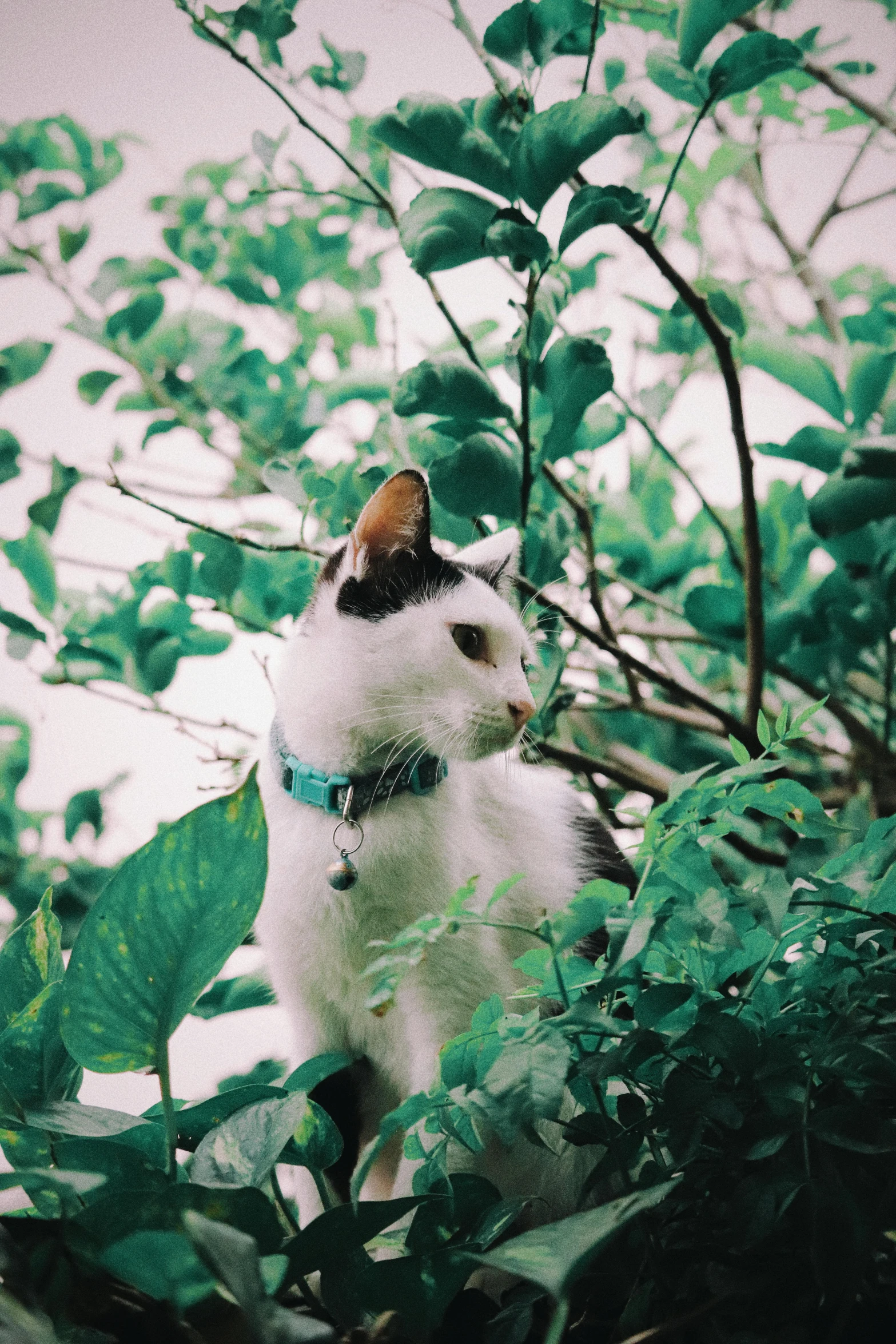 white cat with blue collar looking out over trees