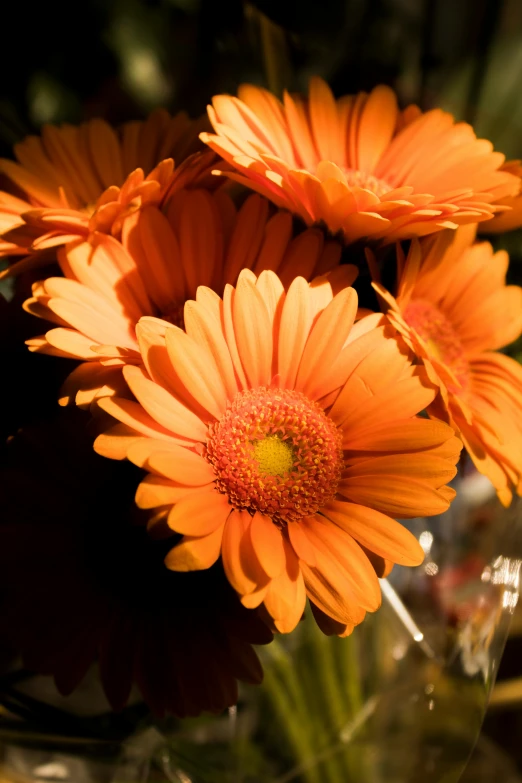 two orange flowers in a vase with green stems