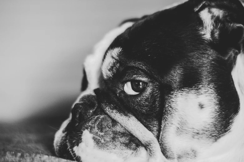 a black and white po of a boxer dog