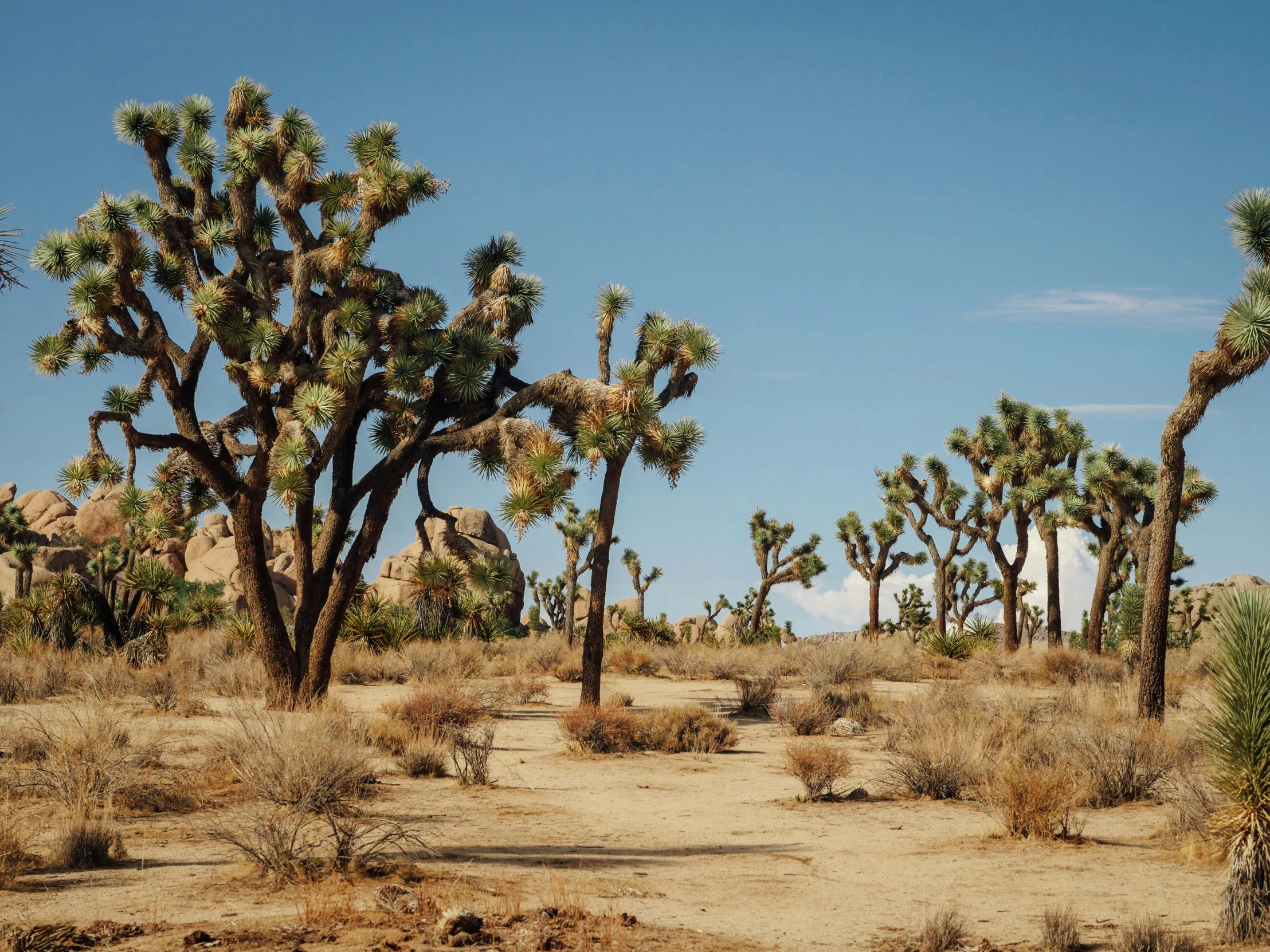 some trees that are in the middle of a desert