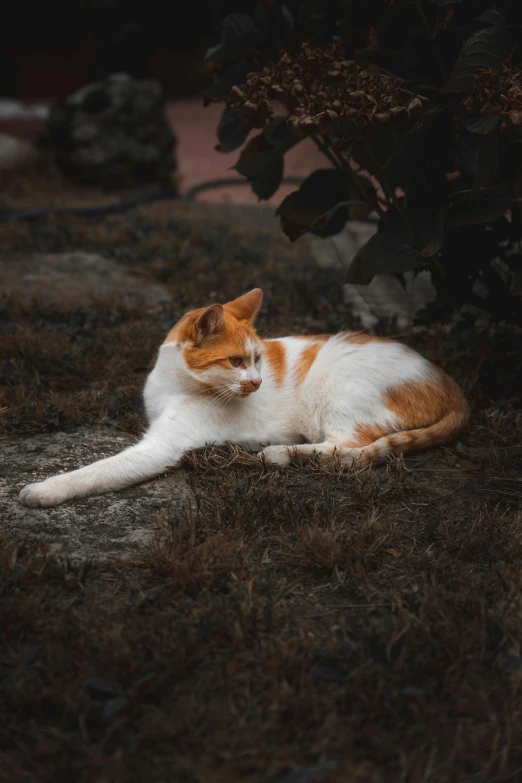 a cat laying in the grass with one paw on it's head