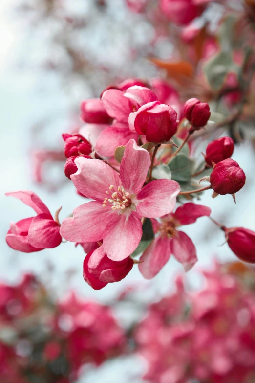 a group of flowers sitting on top of a tree