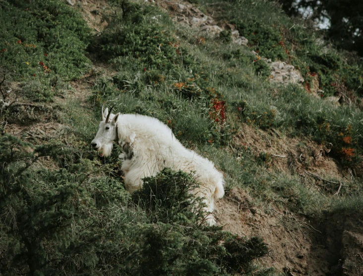 a goat is laying in the grass near a hill