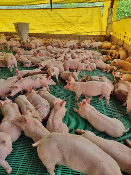 a bunch of pigs that are laying down