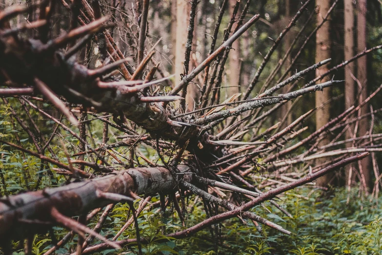 trees and moss are in the middle of a forest